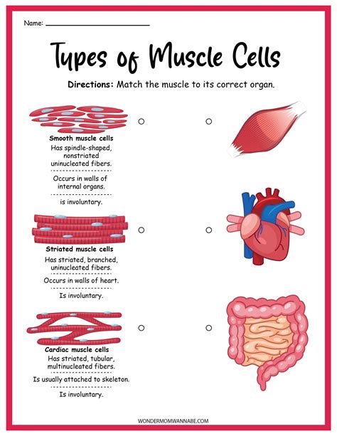 Muscular System Activity Sheet