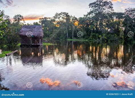 Amazon Rainforest At Sunset Stock Image Image Of Tropical Reflection