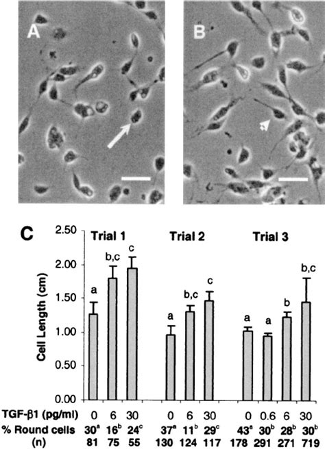 Human Tgf Alters The Morphology Of A Stephensi Msq Cells In