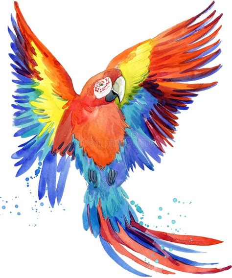 Parrot. Watercolor Parrot Illustration. Tropical Bird Watercolor. Stock ...