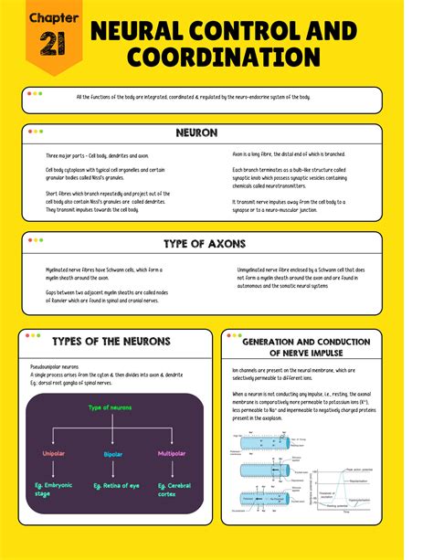 Solution Neural Control And Coordination Flowchart Studypool