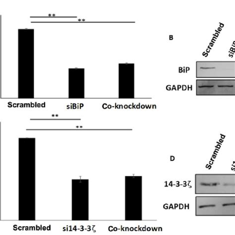 Cell Viability By Mtt Assay Assessing Cisplatin Resistance Of Mcf 7