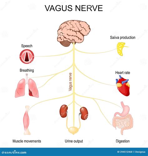 Vagus Nerve Function Of Parasympathetic Nervous System Stock