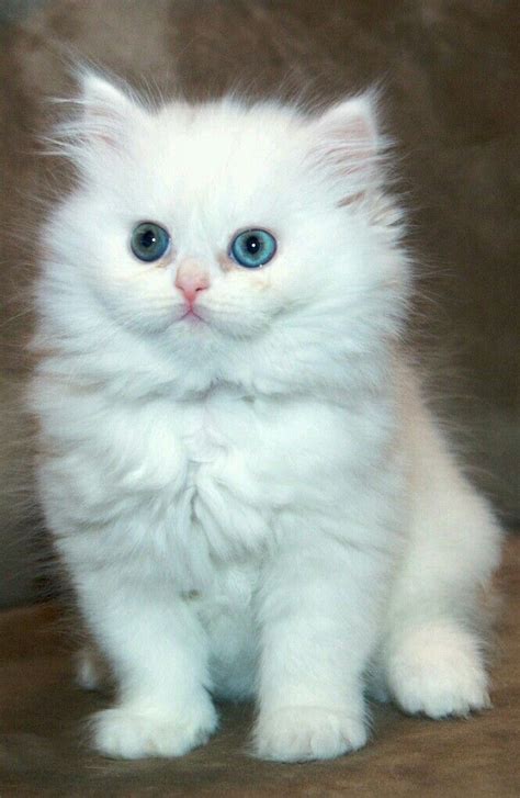 Buy White Persian Cat Kitten Blue Colour Eyes For Sale In Delhi NCR