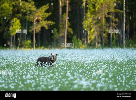 Eurasian Brown Bear Ursus Arctos Arctos Standing In Cotton Grass