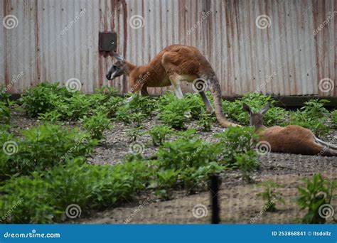 Australian Kangaroo At The Cleveland Ohio Zoo Stock Image Image Of