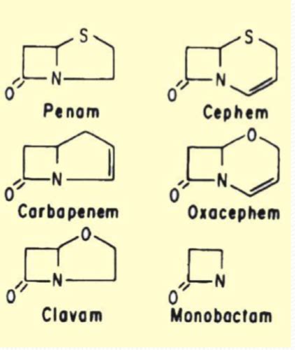 Bacterial Evolution Flashcards Quizlet