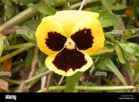 A Yellow Pansy Also Known As Viola X Wittrockiana And Viola Tricolor