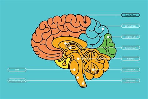 Frontal Lobe Stroke: Causes, Secondary Effects, & Recovery