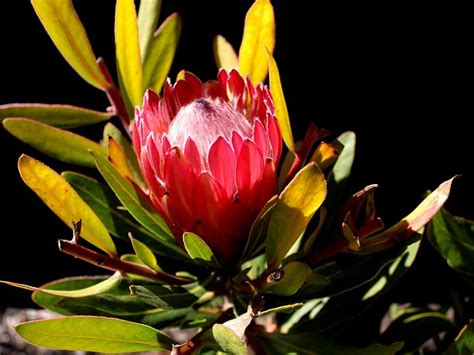 Protea Leucospermum Flower Free Photo On Pixabay Pixabay