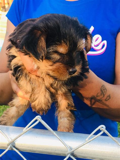 Yorkiepoo Puppies For Sale Detroit Mi Petzlover