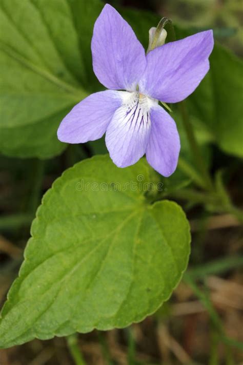 A Beautiful Blossom of a Little Violet in Springtime Stock Photo ...