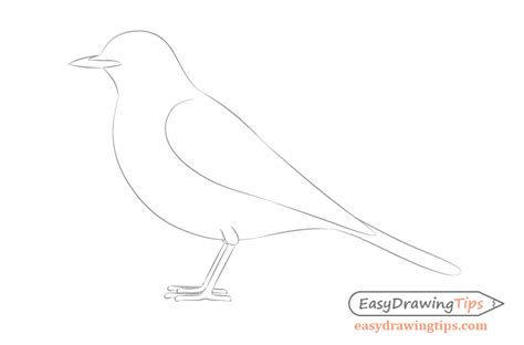 How to Draw a Bird Step by Step Side View - EasyDrawingTips