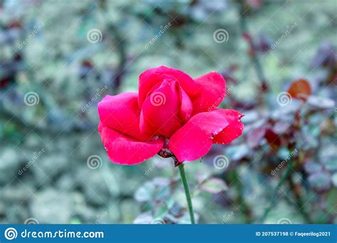 Red Rose Blooming In The Garden Stock Photo Image Of Flower Beaut