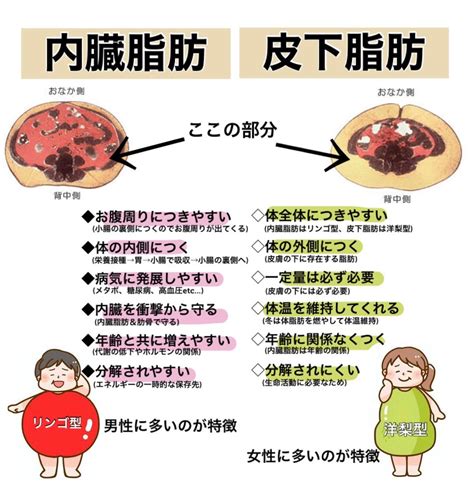 皮下脂肪と内臓脂肪 インディバ、ハイパーナイフ、痩身インドエステのエスペランサ