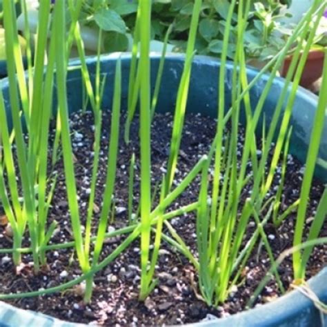 Three Ways to Plant Container Onions - Fine Gardening