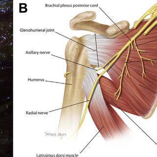 Subscapular Nerve Innervation