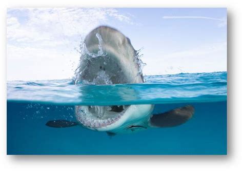 Naked Afraid Of Sharks 2 Free Live Stream How To Watch Shark Week 2020 Online Without Cable