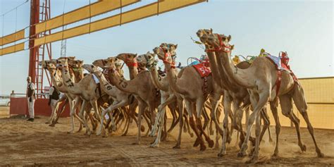 Corse Dei Cammelli In Arabia Lalula Camel Cup Momento Di Punta Della