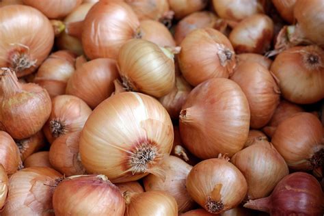 Harvesting Onions Love Recipes