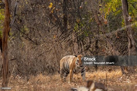 Wild Huge Male Bengal Tiger Panthera Tigris Walking Head On Territory Stroll In Summer Season