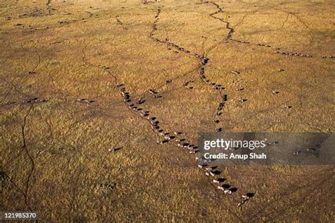 73 Wildebeest Migration Aerial Stock Photos, High-Res Pictures, and ...