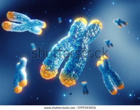 2 Telomerase Activation Images, Stock Photos & Vectors | Shutterstock