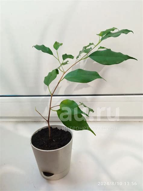 Фикус бенджамина — купить в Красноярске. Горшечные растения и комнатные ...