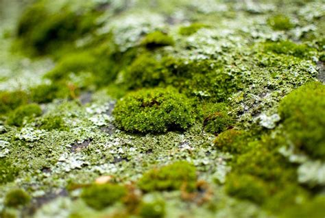 How To Grow Moss