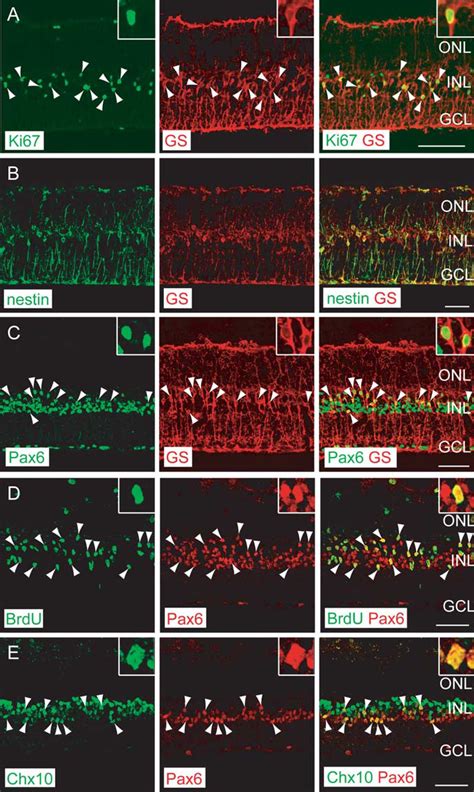 Wnt3a promotes proliferation of Müller glia derived retinal