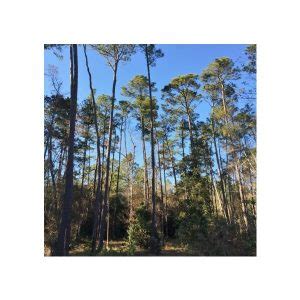 Best 5 Pine Trees To Grow In North Carolina - PlantNative.org