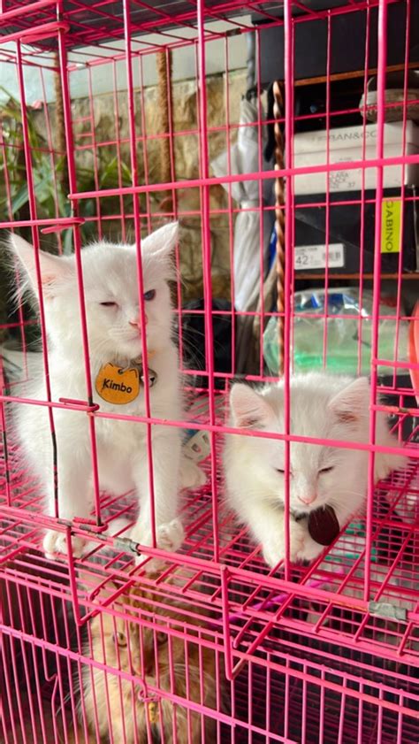 Kucing Kitten Persia Putih Jantan Bulan On Carousell