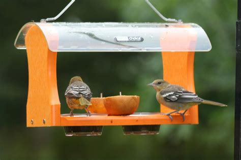 Birds Choice Oriole Feeder | Birdcage Design Ideas