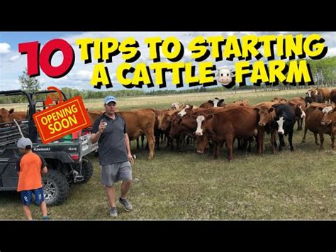 Starting A Beef Cattle Farm 10 TIPS For Beginners To Start A Cattle