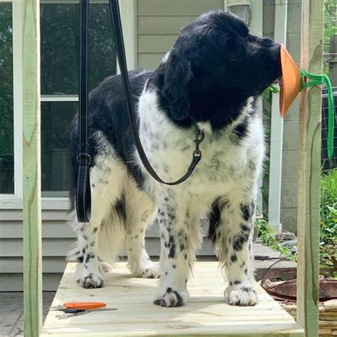 5 DIY Dog Grooming Table Plans You Can Make Today (With Pictures) – Dogster