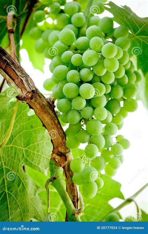 Green Grapes On The Vine Stock Images - Image: 20777024