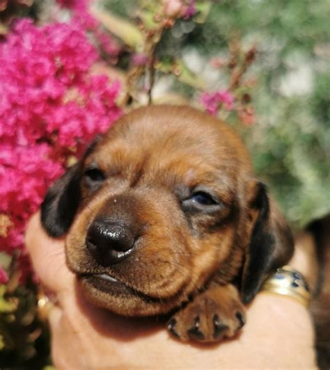 Elevage De La Clairiere Aux Cerfs Eleveur De Chiens Teckel Poil Ras