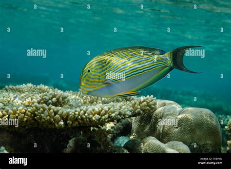 Striped Surgeonfish Acanthurus Lineatus On Top Of Coral Reef Red Sea