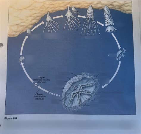 Lab Cnidaria Scyphozoa Life Cycle Of Aurelia Diagram Quizlet