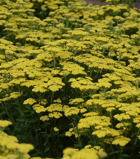 Achillea hybrid 'Firefly Sunshine' Firefly Sunshine Yarrow from Prides ...