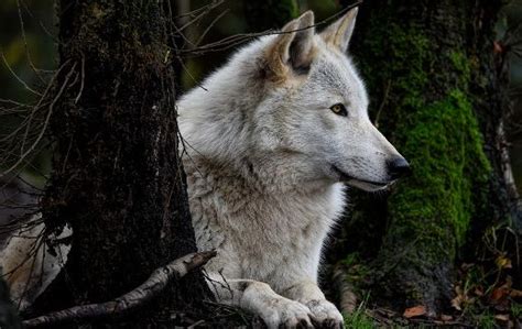 Grey wolf canine - Online Jigsaw Puzzles