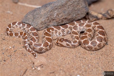 Awl Headed Snake In November 2022 By Julien Rouard Dreamtime Nature