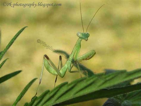 Nature, Cultural, and Travel Photography Blog: Baby Praying Mantis