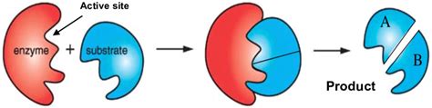 2: Enzyme-substrate binding [17] | Download Scientific Diagram