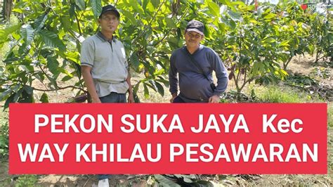 Petani Kakao Klon Mcc O Umur Thn Tanam Ulang Youtube