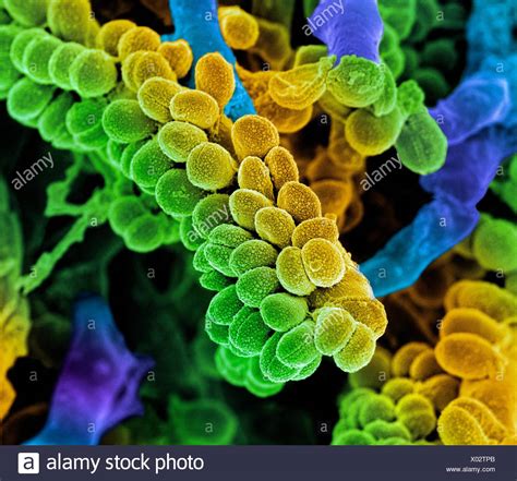 Streptococcus Bacteria Sem Fotos E Im Genes De Stock Alamy