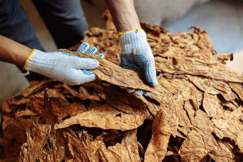 Tabacco Accordo Mipaaf Philip Morris Per La Filiera Tabacchicola