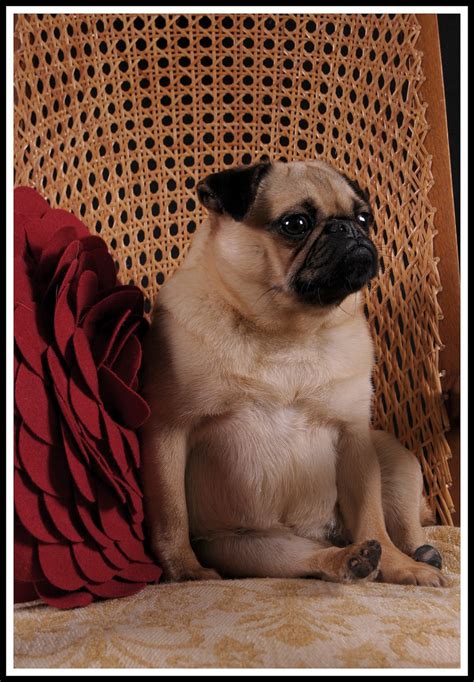 Sex Pugs And Rocknroll Flickr