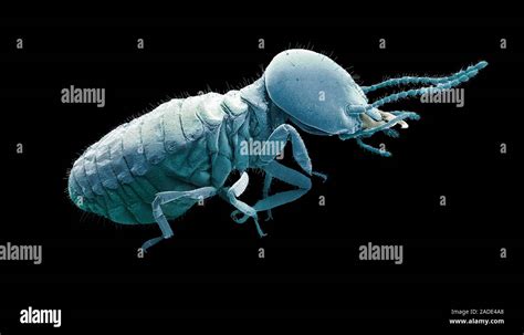 Magnetic Termite Coloured Scanning Electron Micrograph Sem Of A