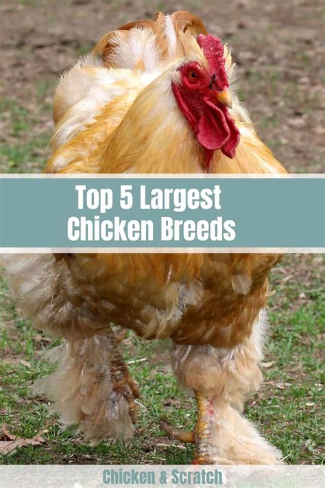 Top 5 Largest Chicken Breeds Also Laying Largest Eggs